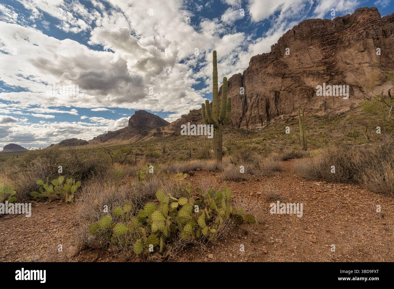 Ein großer Saguaro-Kaktus in der Sonora-Wüste bei Phoenix, Arizona Stockfoto