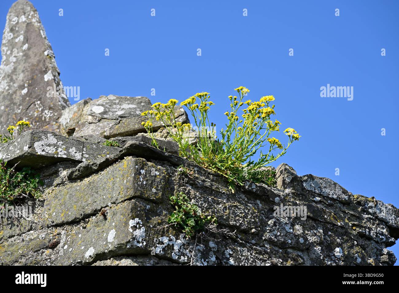 Gelbe Frühlingsblumen von Oxford Ragwort, Senecio squalidus wachsen in der Steinmauer von Conwy Castle Wales Mai Stockfoto