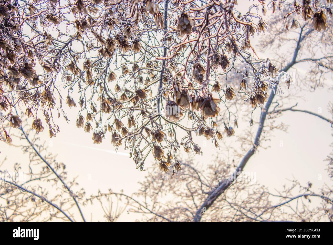 Gefrorene Zweig Stockfoto