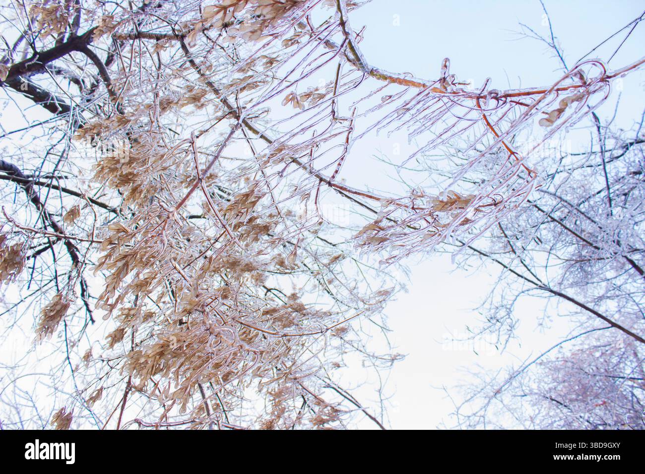 Gefrorene Zweig Stockfoto