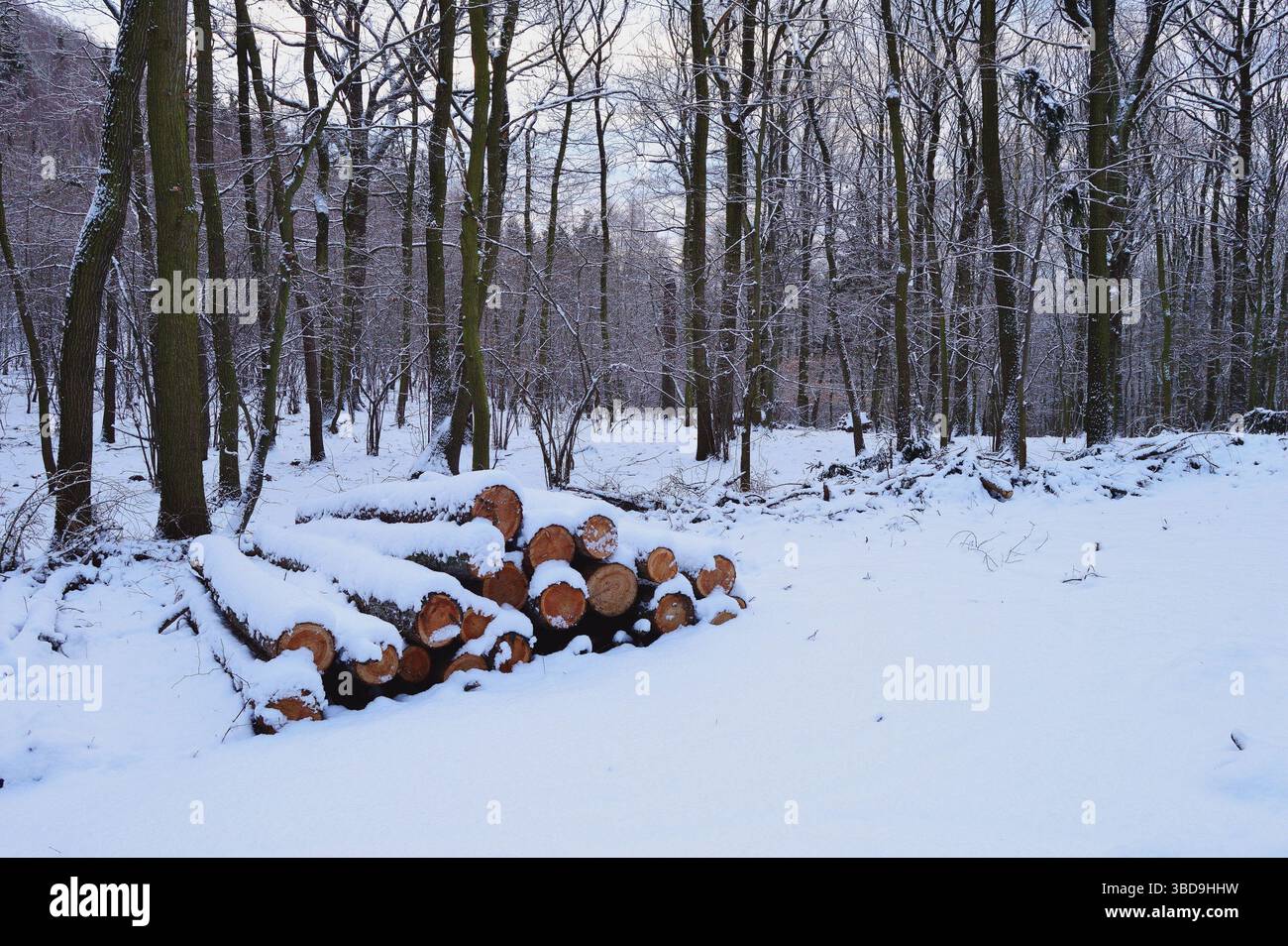 Friedliche Winterszene mit schneebedeckten Baumstämmen und Bäumen im tschechischen Wald Stockfoto