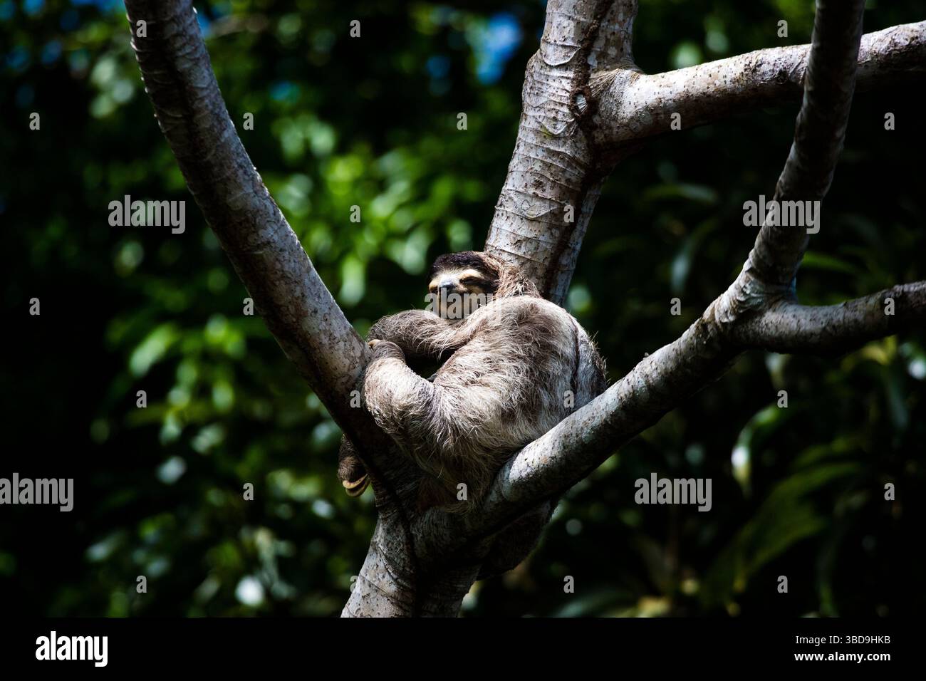 Ein dreizehiges Faultier, Bradypus variegatus, sonnt sich in einem Cecropia-Baum in einem Regenwald in Albrook, Panama-Stadt, Provinz Panama, Republik Panama Stockfoto