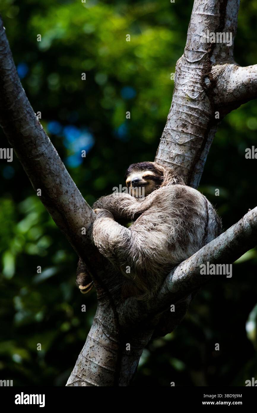 Ein dreizehiges Faultier, Bradypus variegatus, sonnt sich in einem Cecropia-Baum in einem Regenwald in Albrook, Panama-Stadt, Provinz Panama, Republik Panama Stockfoto