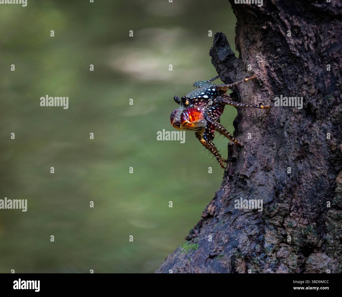 Eine bunte Krabbe auf einem Baum im dichten Mangrovenwald von Golfo de Montijo, Pazifikküste, Provinz Veraguas, Republik Panama, Zentralamerika Stockfoto