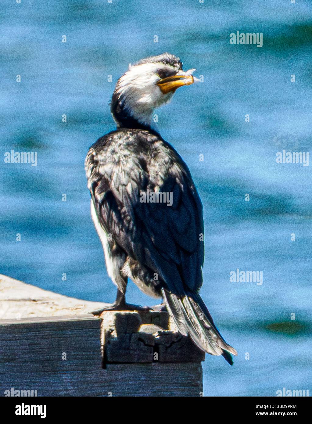 Australischer Little Rattenkormoran, Dalkeith, Westaustralien Stockfoto