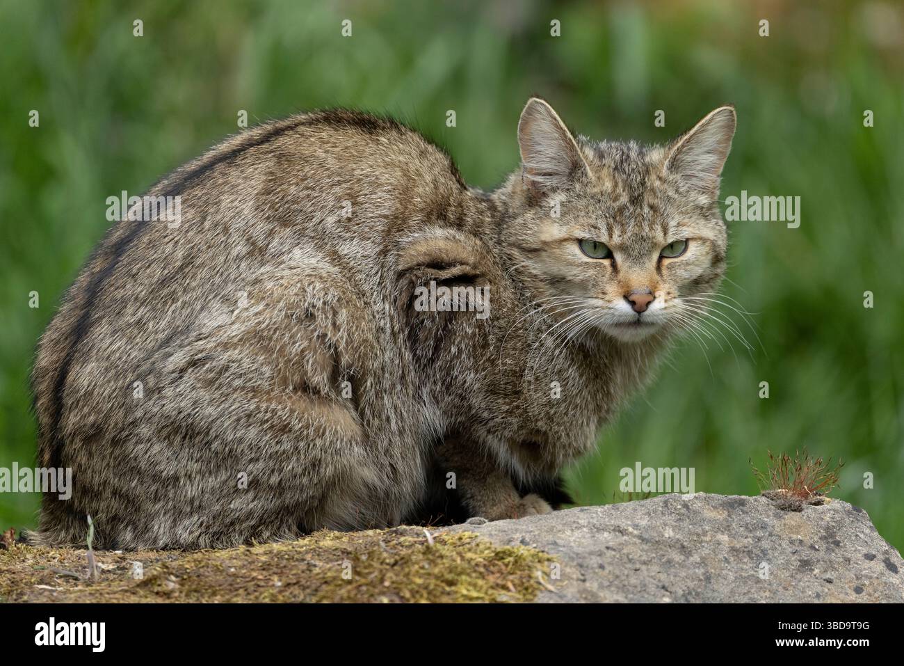 Ausgewachsene männliche Europäische Wildkatze (Felis silvestris), die auf dem Boden ruht Stockfoto