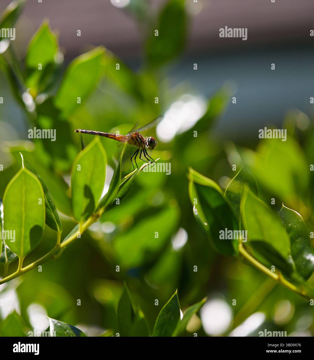 Libellen ruhen während der Fütterung an einem heißen Sommertag im Südosten auf Blättern und Blumen aus! Stockfoto
