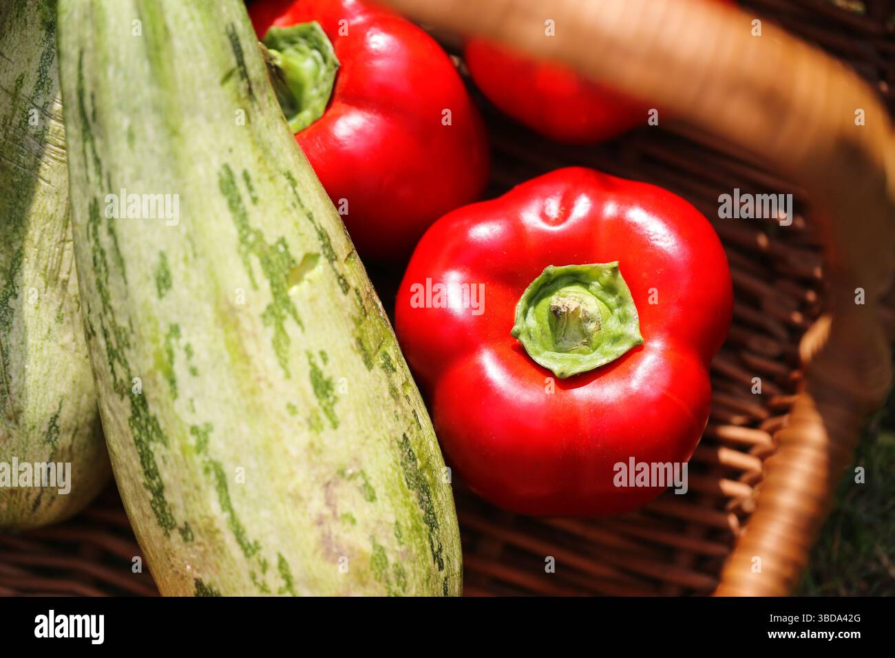 Frisches Gemüse im Korb. Roter Pfeffer und Zucchini Nahaufnahme. Gesunde Bio-Lebensmittel. Rustikale Küche, Ernteszene. Natürliche Sommerprodukte. Stockfoto