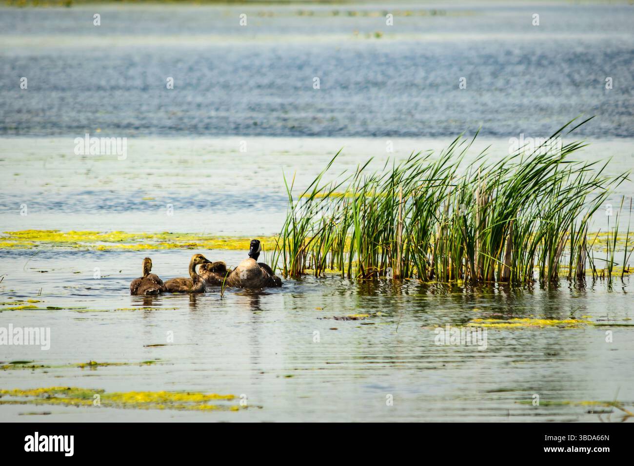 Canada Goose Familie von vier Personen in einem Feuchtgebiet in der Nähe von hohen Schilf Stockfoto