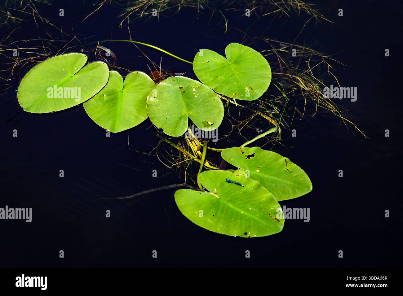 Grüne Lilienpolster mit einem kleinen blauen Drachen fliegen auf dunklem, stillem Wasser. Stockfoto