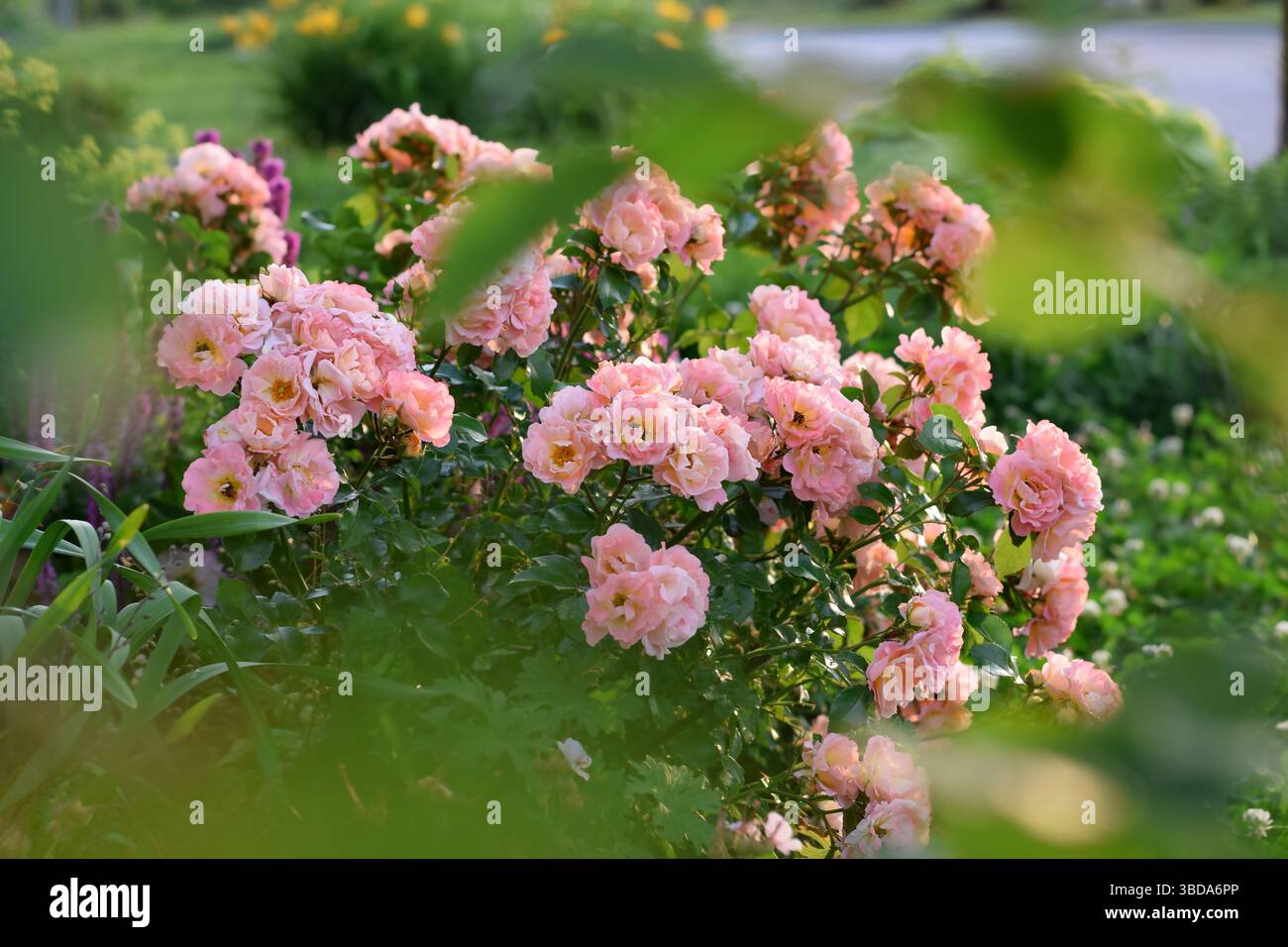 Rosa Korallenpfirsichfarben floribunda Rosenstrauch in einem Sommergarten mit selektiver Fokussierung Stockfoto