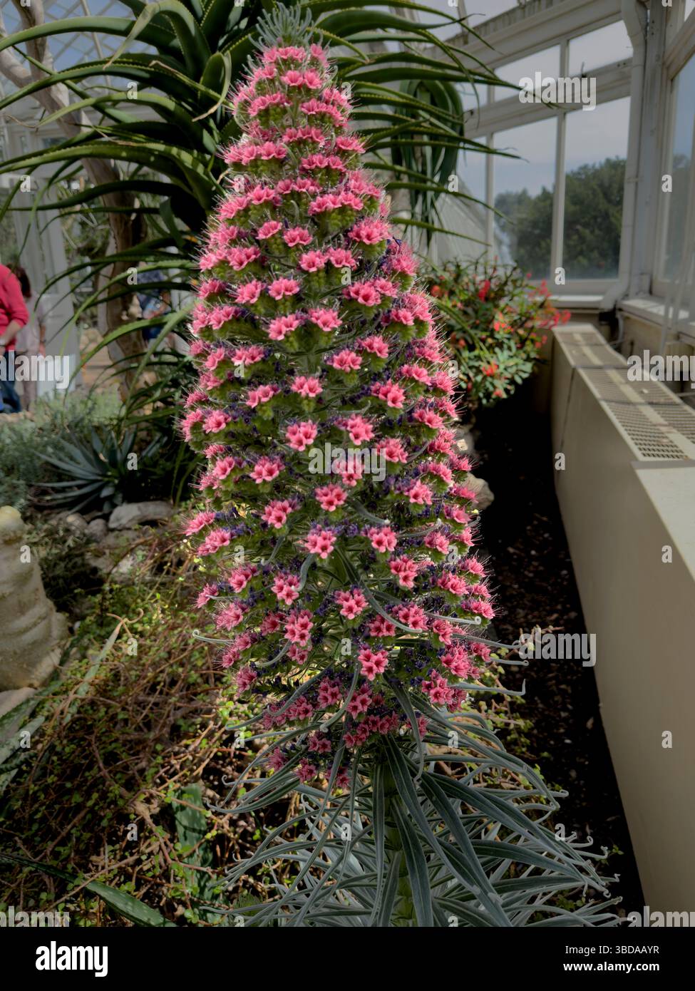 Tower of Jewels, Echium wildpretii, Boraginaceae, eine krautige zweijährige Pflanze, die auf den Kanarischen Inseln beheimatet ist Stockfoto