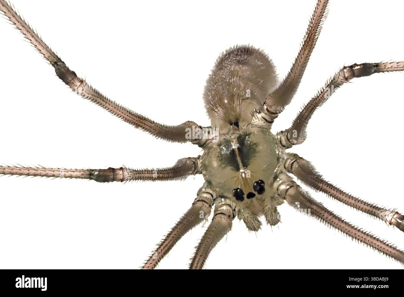 Eine Spinne ist auf einem glatten Hintergrund positioniert und hebt ihre einzigartige Körperstruktur und ihre langen, zarten Beine hervor. Der Fokus zeigt seine Augen und seinen Text Stockfoto