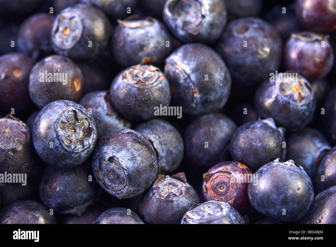 Nahaufnahme frischer Heidelbeeren, Hintergrund und Textur der Früchte Stockfoto