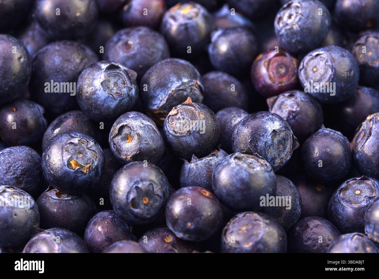 Nahaufnahme frischer Heidelbeeren, Hintergrund und Textur der Früchte Stockfoto