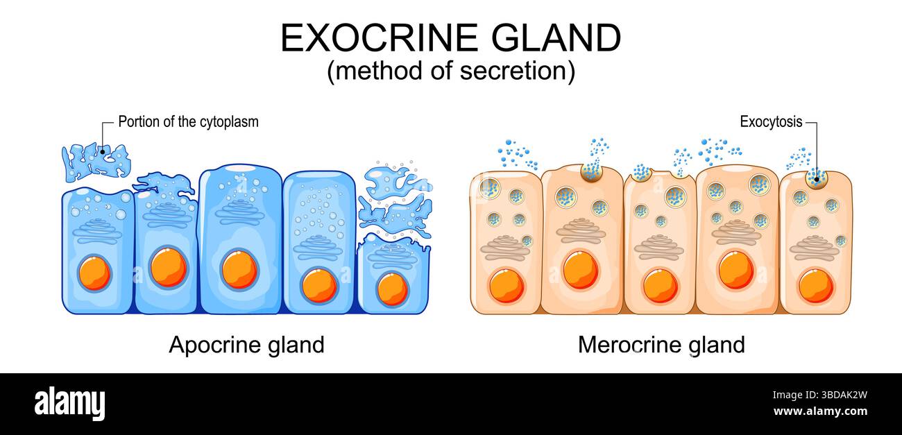 Exokrine Drüse. Uber die Sekretionsmethode. Apokrine Drüsenzellen sekretieren durch Abspaltung eines Teils ihres Zytoplasmas. Merokrine Drüsenzellen scheiden ihr U-Boot aus Stock Vektor