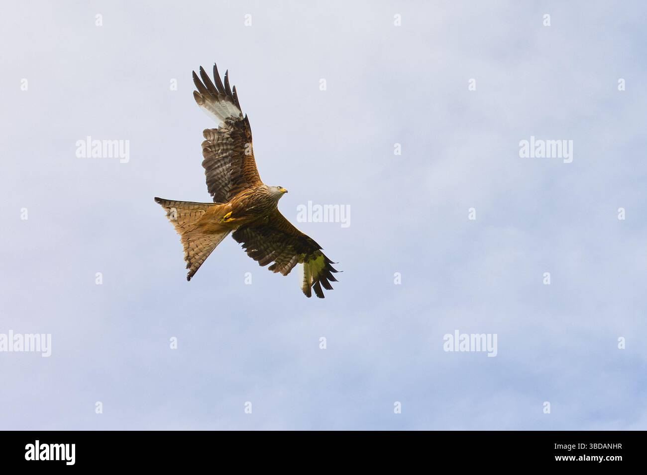 Der rote Drachen gleitet elegant durch die Luft. Stockfoto