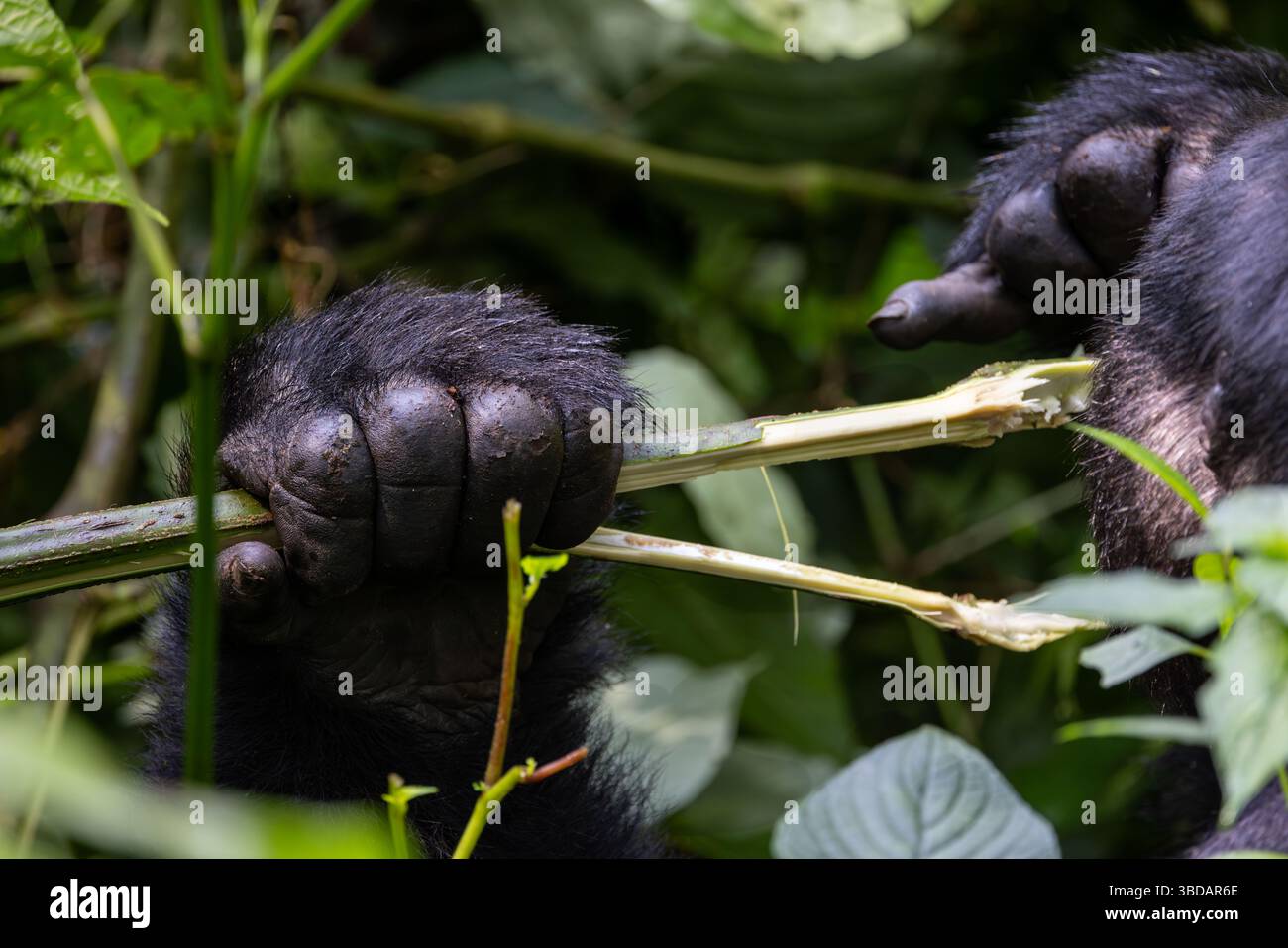 Gorilla-hand Stockfoto
