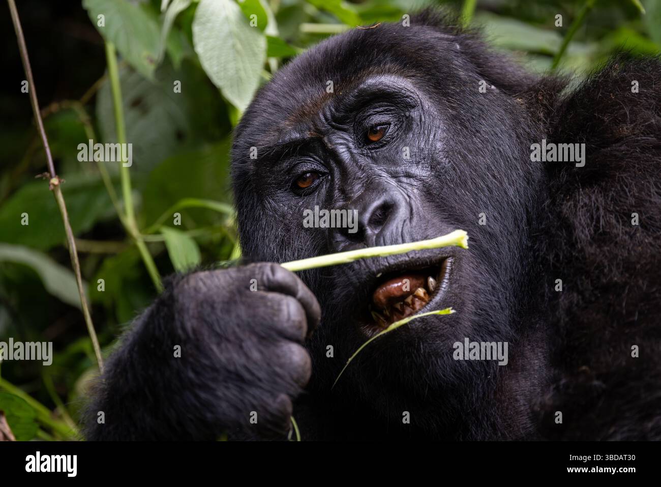 Berggorillafütterung Stockfoto