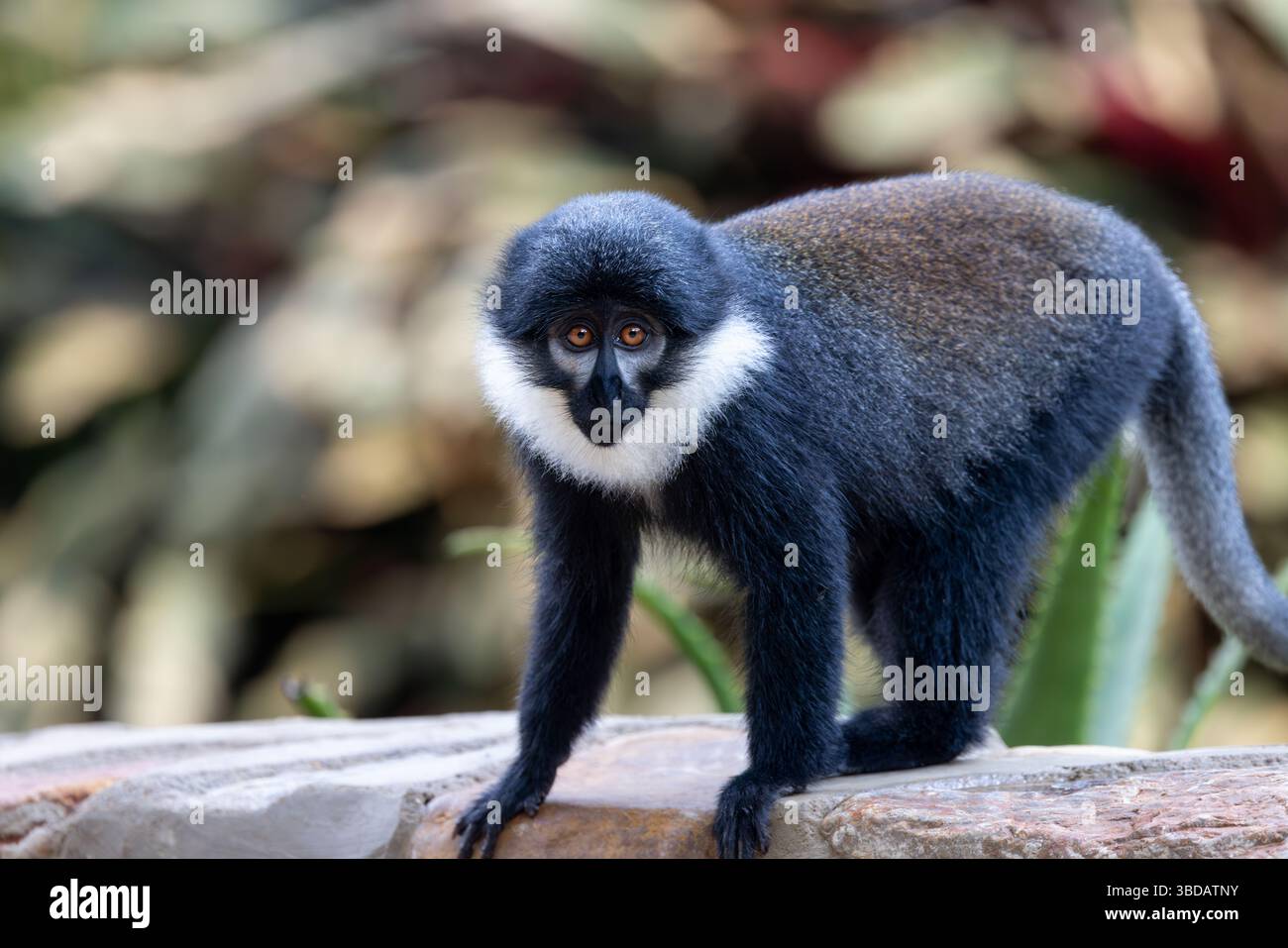 L'Hoest's Affe Stockfoto