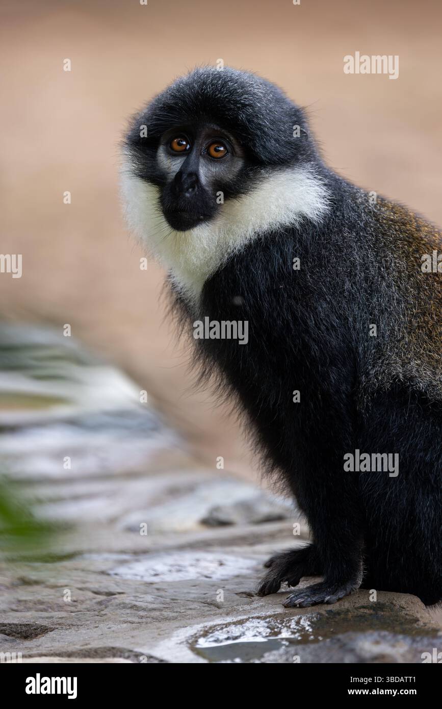 L'Hoest's Affe Stockfoto