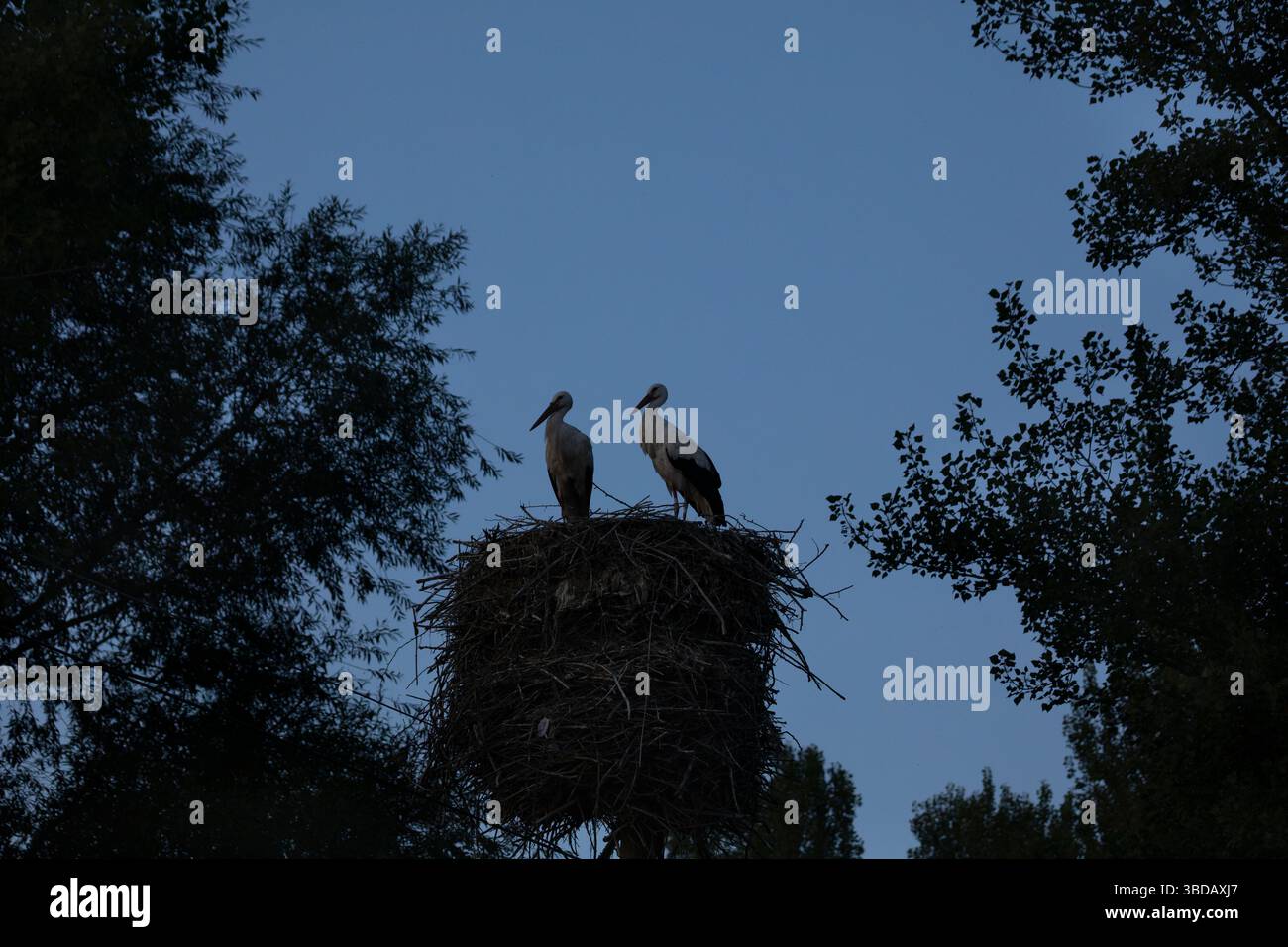 Zwei Störche in ihrem Nest in der Abenddämmerung, zwischen Bäumen mit blauem Himmel, Provinz Burgos Stockfoto