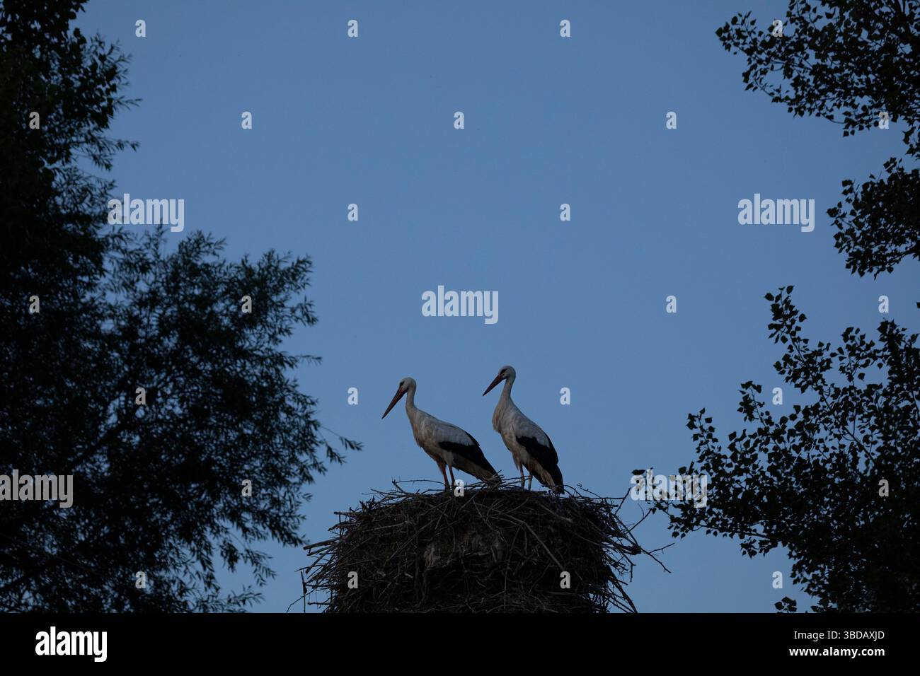 Zwei Störche in ihrem Nest in der Abenddämmerung, zwischen Bäumen mit blauem Himmel, Provinz Burgos Stockfoto
