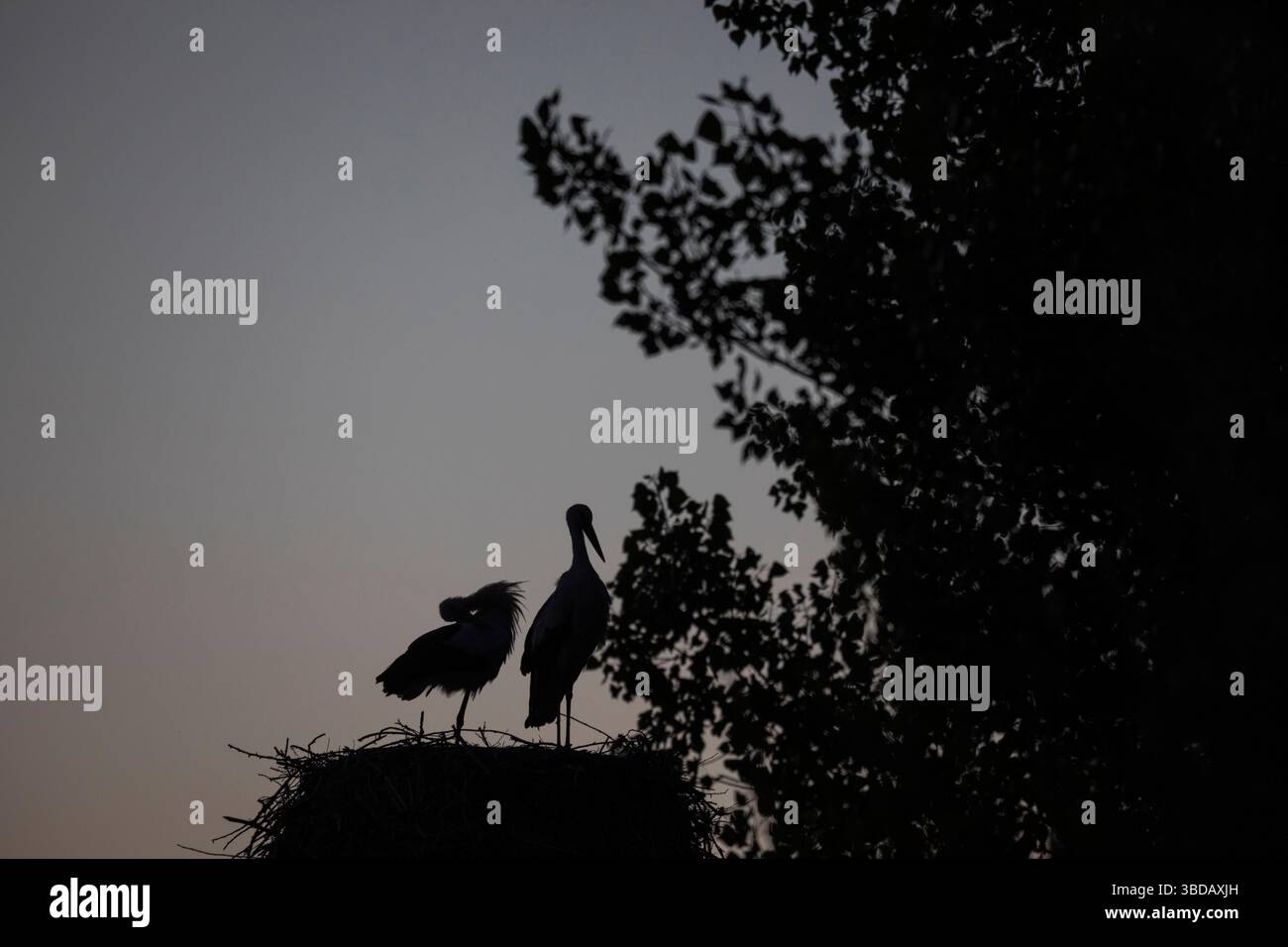 Zwei Störche in ihrem Nest in der Abenddämmerung, zwischen Bäumen mit blauem Himmel, Provinz Burgos Stockfoto