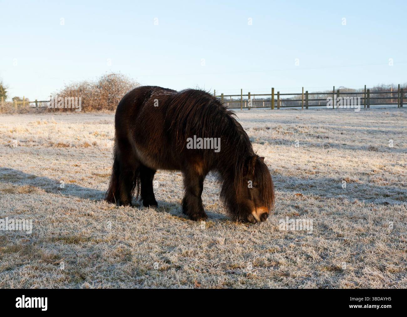 Pony weidet in einem frostigen Fahrerlager Stockfoto