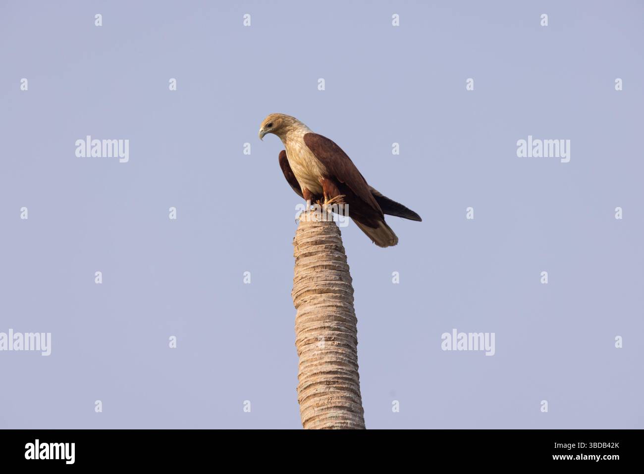Brahminy Kite - Haliastur indus Stockfoto