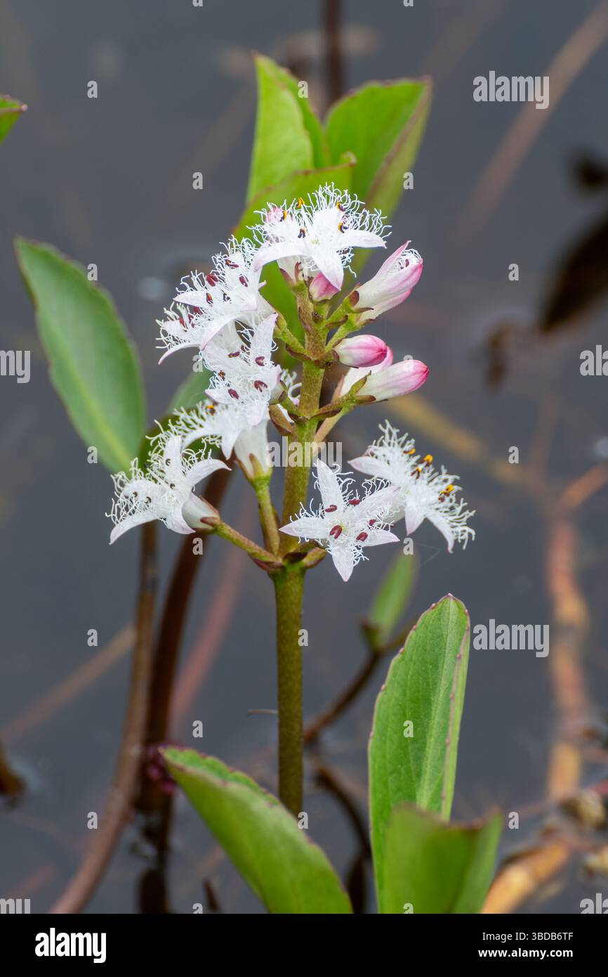 Weiße Bohnenblüten (Menyanthes trifoliata) im Frühjahr, Surrey, England, Großbritannien. Eine Pflanze aus Mooren, Teichen und sumpfigen Habitaten Stockfoto
