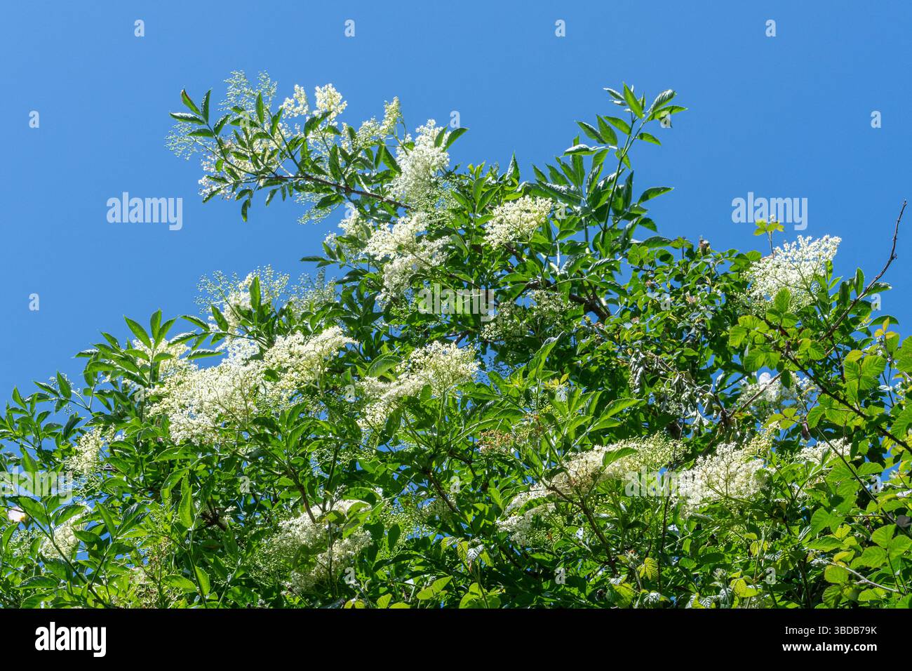Holunder Baum (Sambucus nigra) mit weißen Blüten vor blauem Himmel im Mai, England, Großbritannien Stockfoto