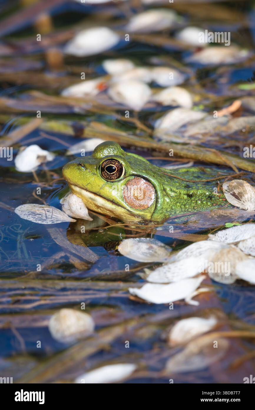 Ein grüner Nordfrosch sonnt sich in einem Teich mit gewöhnlichen Birnenblüten im Taylor Creek Park in Toronto, Kanada. Stockfoto