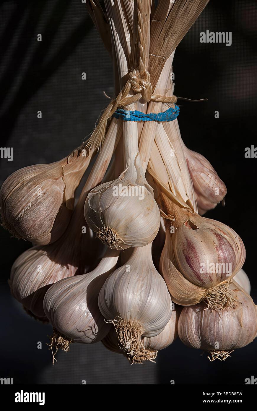 Ein Haufen frisch geernteter, selbst angebauter Knoblauch (Allium sativum), der zum Heilen aufgehängt wird. Stockfoto
