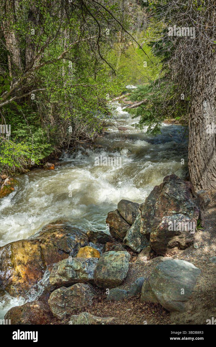 Felsiger Bergbach, Big Cottonwood, Utah, USA Stockfoto