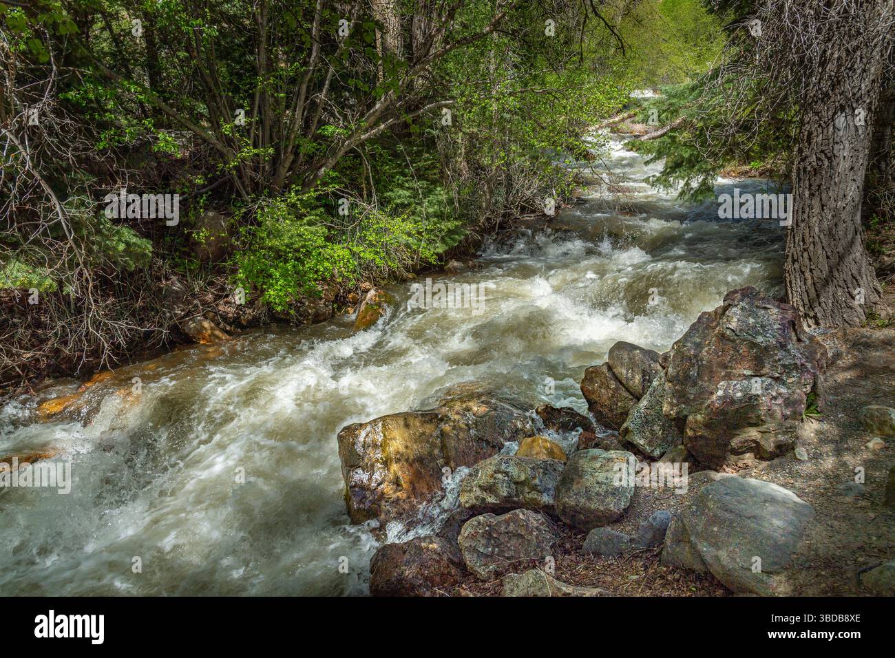 Felsiger Bergbach, Big Cottonwood, Utah, USA Stockfoto