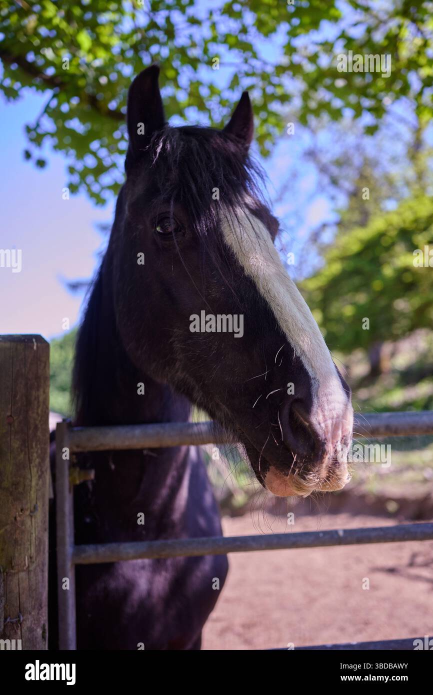 Braunes Pferd mit weißem Streifen neben einem Zaun und Tor Stockfoto