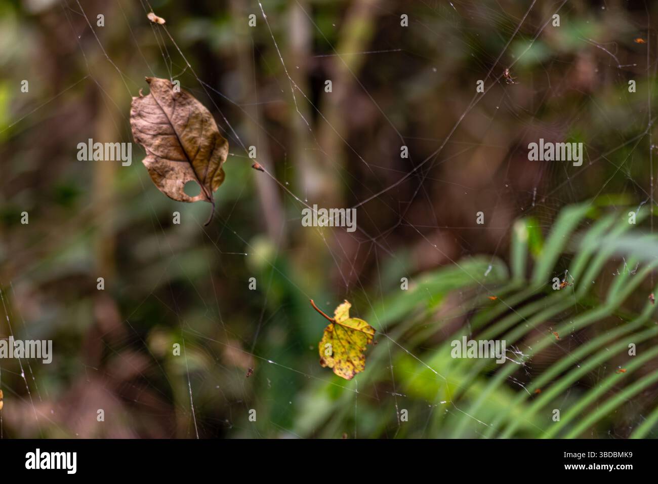 Riesige Spinnennetze auf dem Weg zum Sandovalsee im peruanischen Amazonasregenwald Stockfoto
