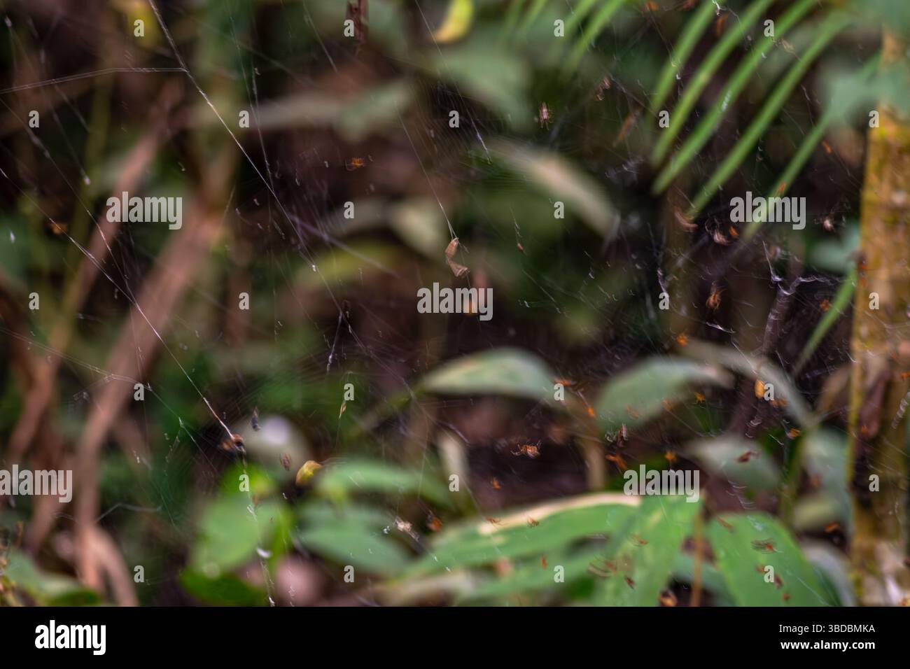 Riesige Spinnennetze auf dem Weg zum Sandovalsee im peruanischen Amazonasregenwald Stockfoto