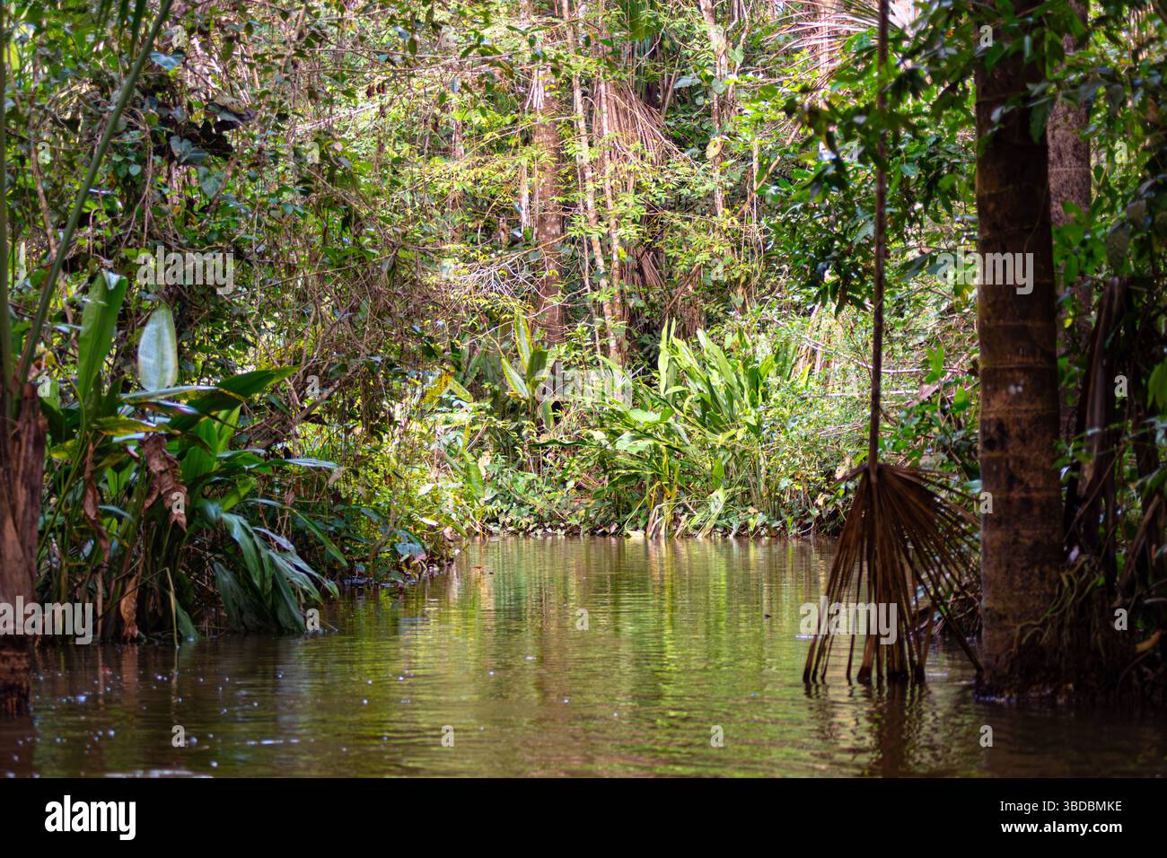 Wasserweg, der zum See Sandoval führt, zwischen den Bäumen des peruanischen Amazonas-Regenwaldes Stockfoto
