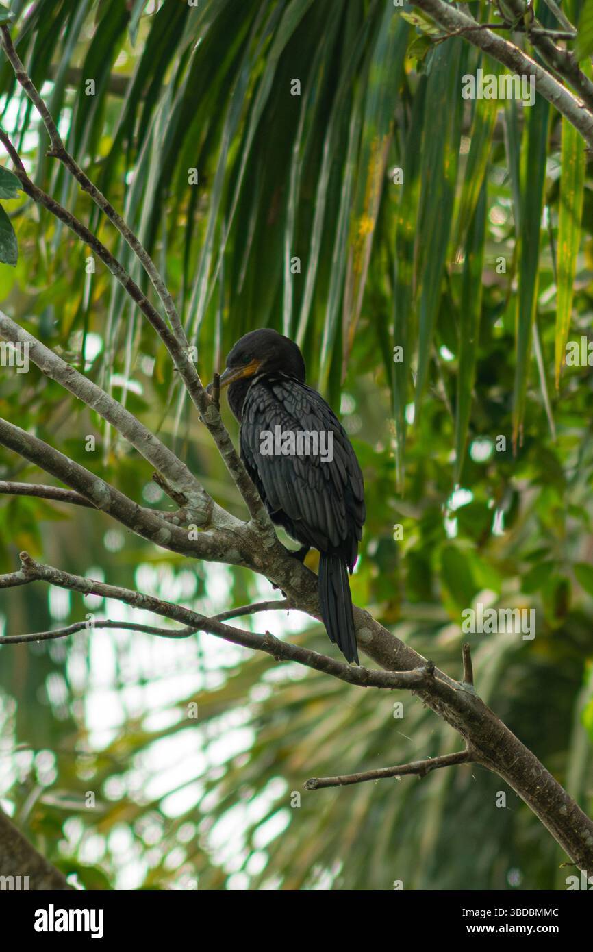 Schwarzer Kormoran schlafend auf einem Zweig eines Baumes im peruanischen Amazonas-Regenwald. Stockfoto