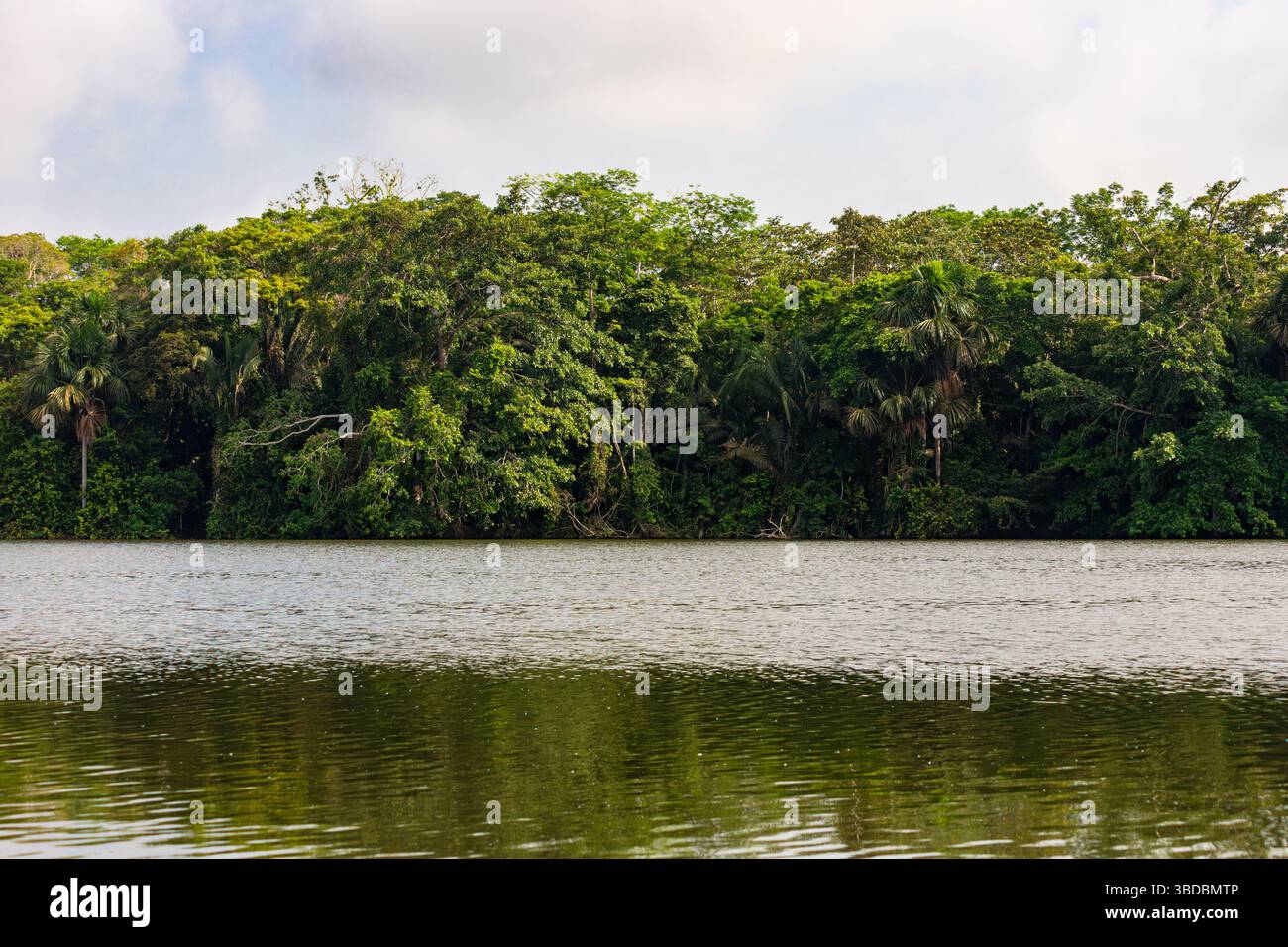 Bäume rund um den Lake Sandoval in Madre de Dios, Peru. Amazonas-Regenwald Stockfoto
