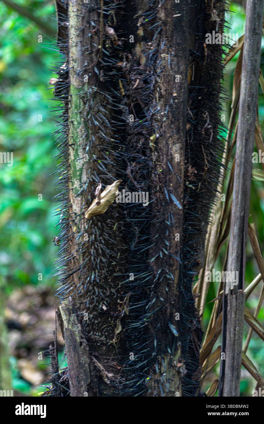 Die schwarze, dornige Oberfläche eines Baumes im peruanischen Amazonas-Regenwald Stockfoto