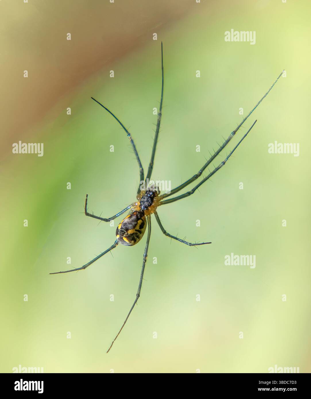 Filmy Dome Spider im Myles Standish State Forest, Carver, Massachusetts Stockfoto