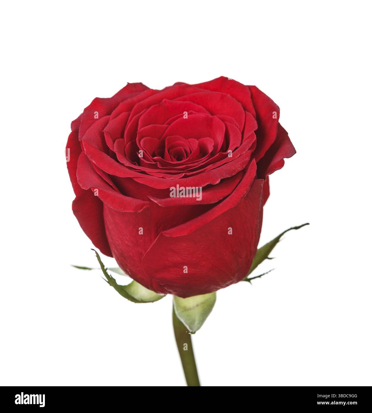 Gesättigten rot perfekte rose isoliert auf weißem Hintergrund Stockfoto