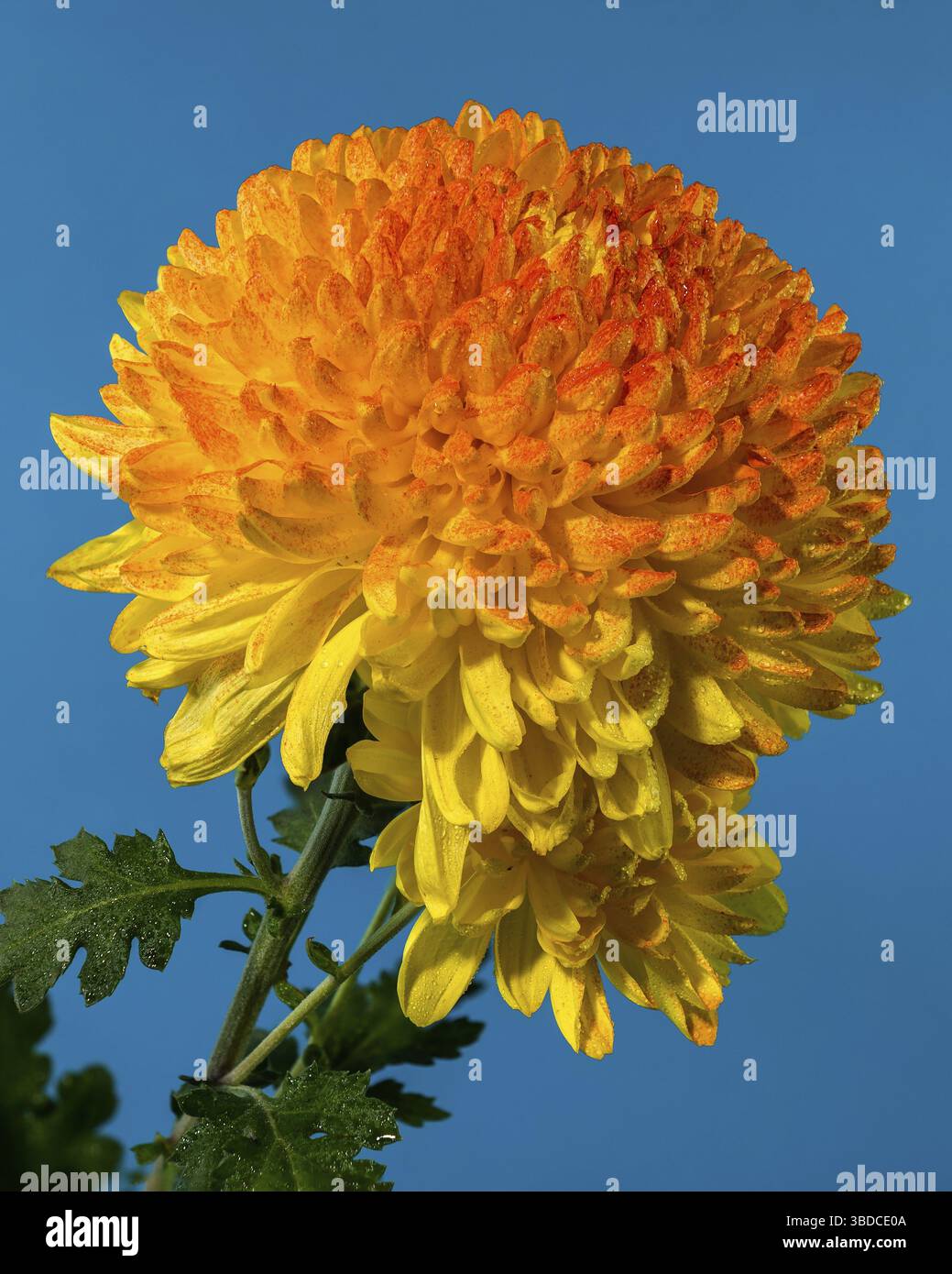 Gelb orange Chrysantheme Safari Orange Blume auf blauem Hintergrund. Blumenkopf Nahaufnahme, Odessa, Ukraine Stockfoto