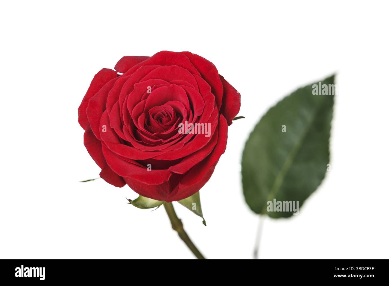 Gesättigten rot perfekte rose isoliert auf weißem Hintergrund Stockfoto