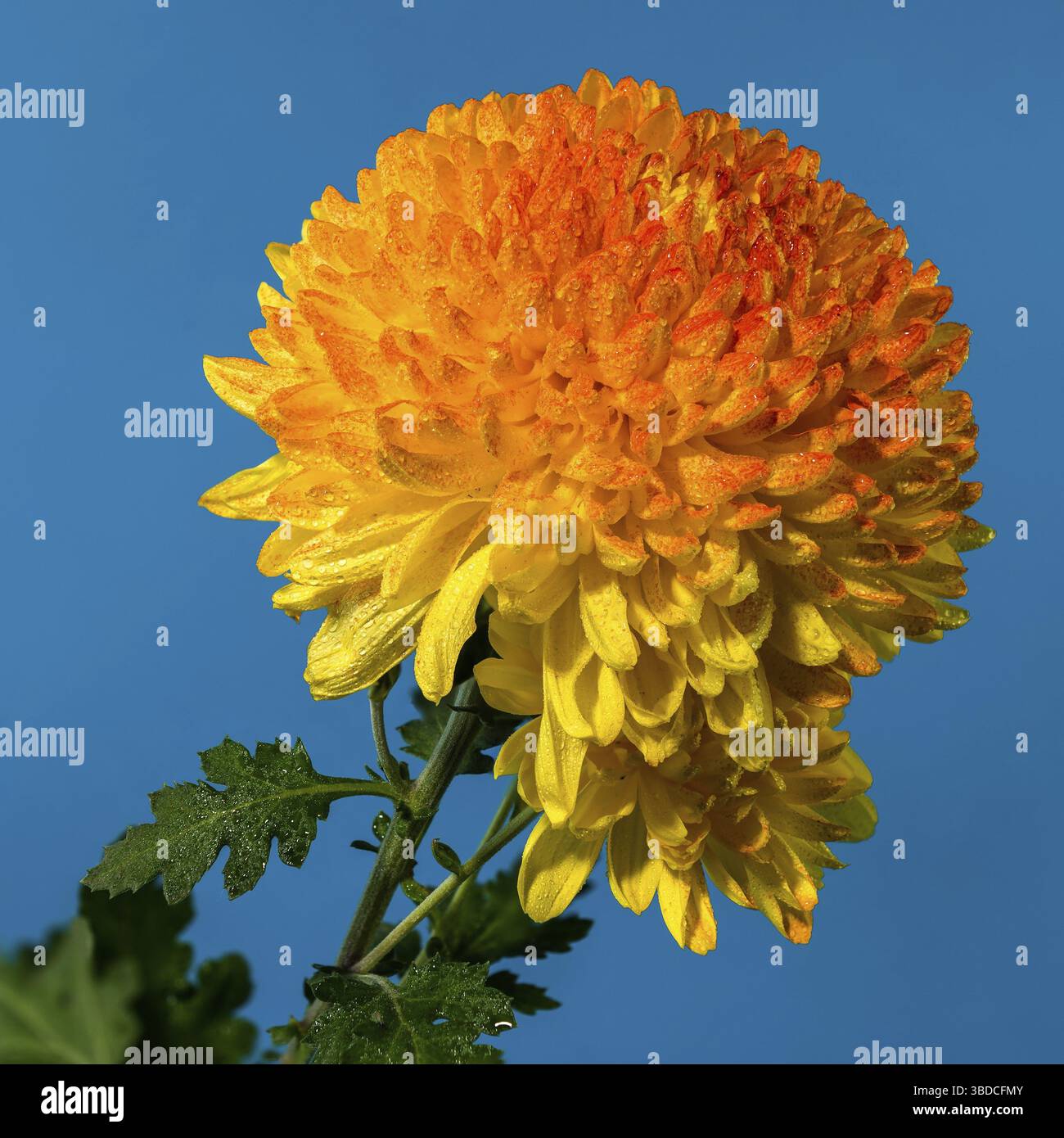 Gelb orange Chrysantheme Safari Orange Blume auf blauem Hintergrund. Blumenkopf Nahaufnahme, Odessa, Ukraine Stockfoto
