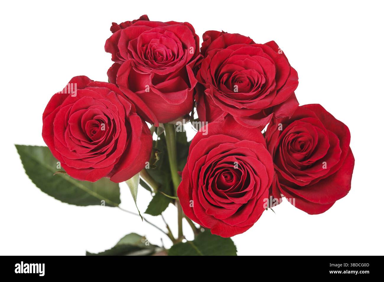 Gesättigten rot perfekte rose isoliert auf weißem Hintergrund Stockfoto