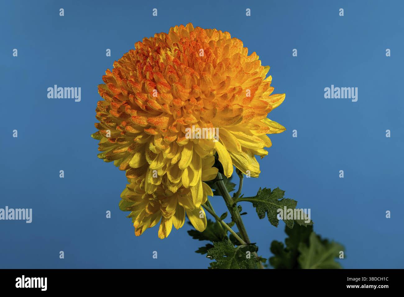 Gelb orange Chrysantheme Safari Orange Blume auf blauem Hintergrund. Blumenkopf Nahaufnahme, Odessa, Ukraine Stockfoto